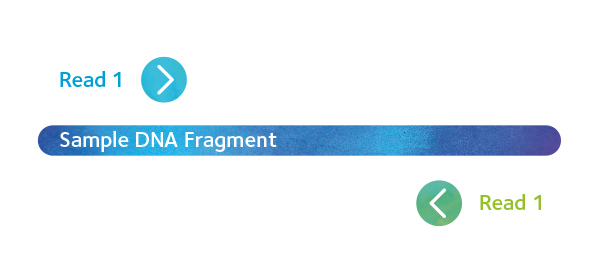DNAfragment-top