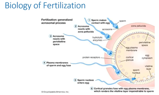 biology of fertilization
