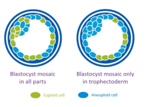 blastocyst mosaic