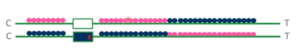 SNP linkage analysis