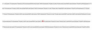 stretch of DNA