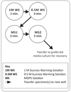 vitrification warming protocol