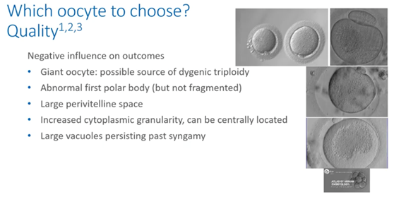 which oocyte to choose